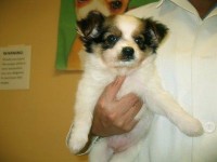 Le tatouage de chien : mode d'emploi