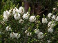 Le tea tree : présentation et propriétés