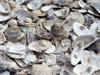 Le terrazzo marin : un matériau en coquillages recyclés