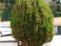 Le thuya : culture et taille