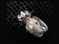 Le tigre du platane : le nouvel insecte qui envahit la France