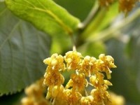 Le tilleul : quels usages en phytothérapie ?