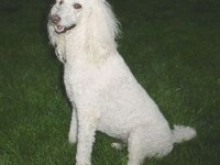 Le toilettage du chien