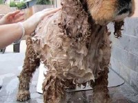 Le toilettage en libre service : une solution pratique et pas chère