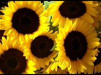Le tournesol : une magnifique fleur à couper