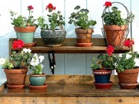 Le troc de plantes : une formule en vogue