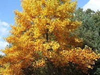 Le tulipier de Virginie : un bel arbre d'ornement