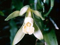 Le vanillier, cette plante qui donne la vanille