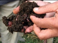 Le vermicompost : une solution pour faire du compost en ville