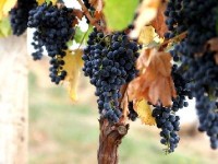 Le vin bio : présentation et garanties 