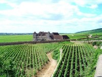 Le vin de Bourgogne : vignobles et cépages