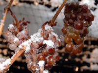 Le vin de glace : un vin d'exception