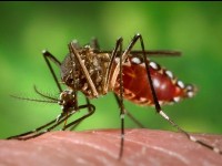 Le virus Zika : 5 choses à savoir