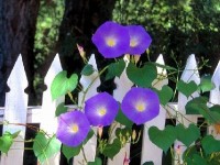 Le volubilis : une belle plante grimpante