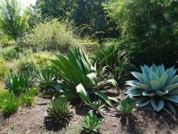 Le xeriscaping ou la tendance du jardin sans eau