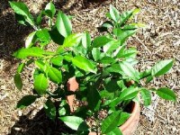 Le yuzu : un agrume venu d'Asie