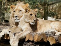 Le zoo de Beauval : l'un des plus beaux zoos du monde