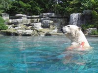 Le zoo de La Flèche : un parc animalier dans la Sarthe