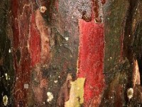 Lectures d'écorces : une expo photo à l'arboretum de l'Ecole Du Breuil