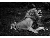 Legacy : une rétrospective Yann Arthus-Bertrand à Nice