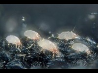 Les acariens : comment s'en débarrasser ?