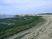 Les algues vertes : risques et mesures de prévention