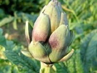 Les aliments détox : les alliés de votre forme