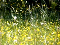 Les allergies croisées : définition et prévention