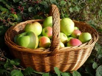 Les AMAP ou Associations pour le maintien d'une agriculture paysanne