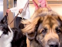 Les animaux de la 8 : un magazine pas bête sur D8