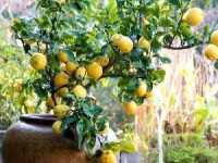 Les arbres fruitiers nains : guide pratique