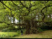 Les arbres remarquables : des monuments naturels
