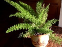 Les asparagus : des plantes d'intérieur faciles à vivre