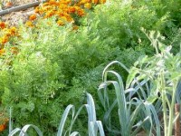 Les associations de plantes : mode d'emploi