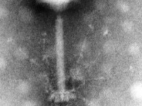 Qui a découvert les virus bactériophages ?