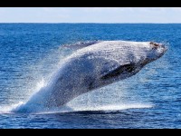 Les baleines à bosse se sont rétablies de façon remarquable, ce qui nous donne de l'espoir pour la planète
