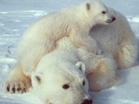 Les balises Argos : un oeil sur notre planète