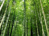 Les Bambous du Mandarin : une balade dépaysante dans le Var