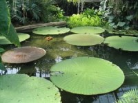 Les bassins de jardin