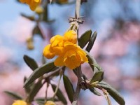 Les berbéris : des arbustes décoratifs