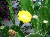 Les cactus : des plantes ornementales étonnantes