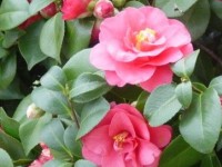 Les camélias : présentation et conseils de culture