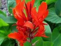 Les cannas : présentation et conseils de culture