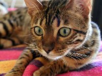 Les chats de race : que choisir ?