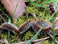 Les chenilles processionnaires : comment les reconnaître et s'en débarrasser ?