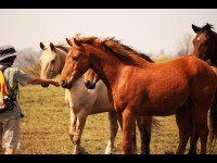 Les chevaux peuvent identifier et se souvenir de leurs humains
