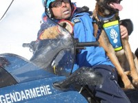 Les chiens d'avalanche : des sauveteurs bien entraînés