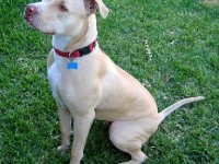 Les chiens dangereux : quelle réglementation ?