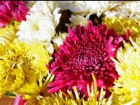 Les chrysanthèmes, fleurs incontournables de l'automne