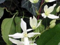 Les clématites : présentation, conseils et variétés